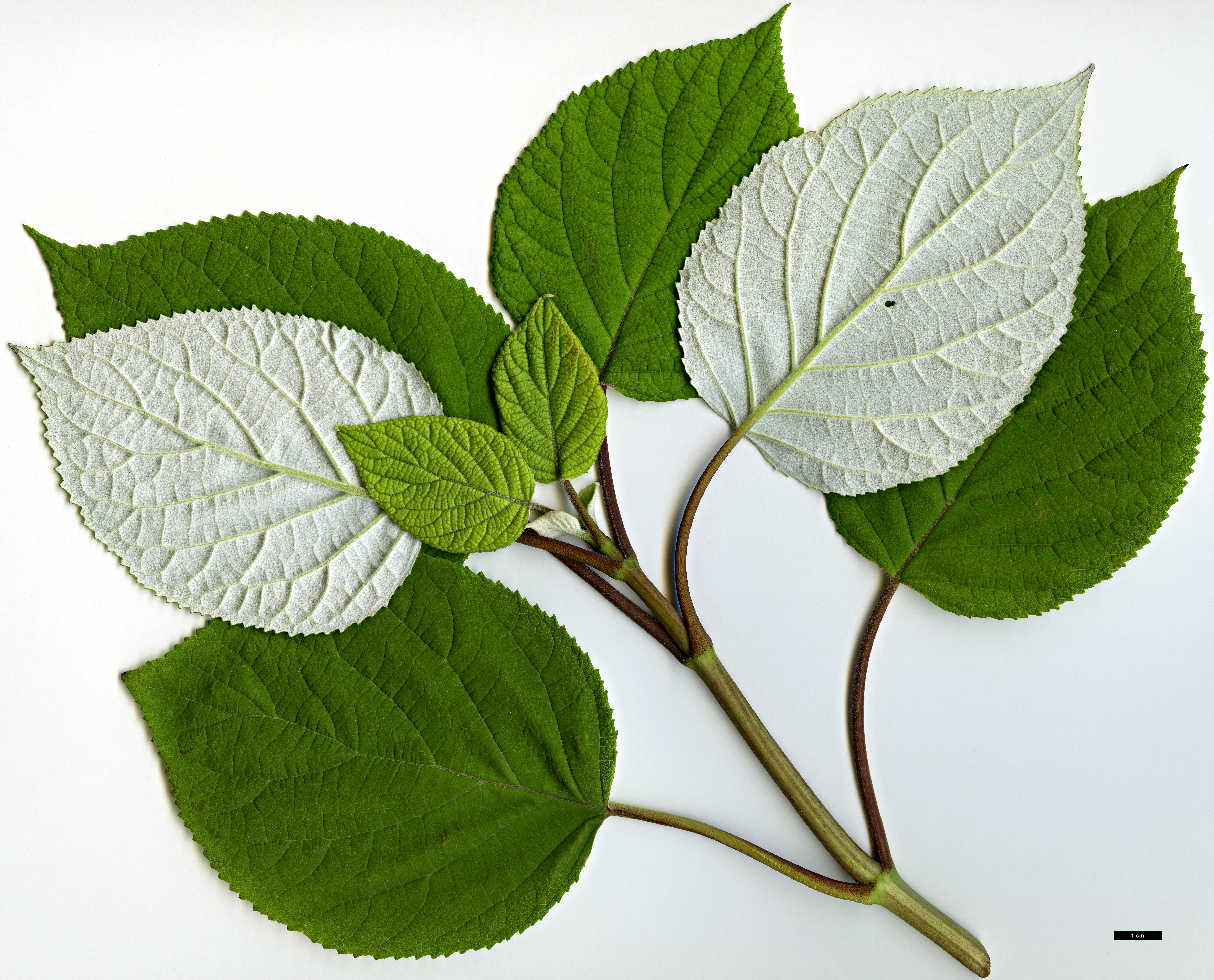 High resolution image: Family: Hydrangeaceae - Genus: Hydrangea - Taxon: arborescens - SpeciesSub: subsp. radiata